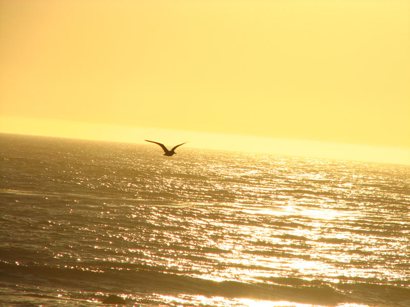 Bird_into_Sunset_by_fennecx.jpg