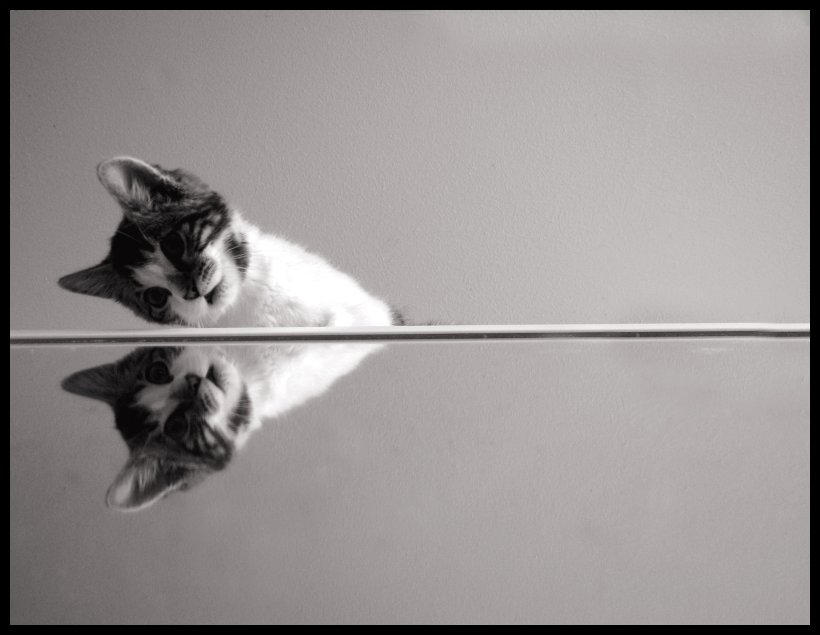 mirrored cat by beethy
