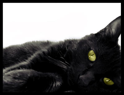 black cat eyes. lack cat eyes.