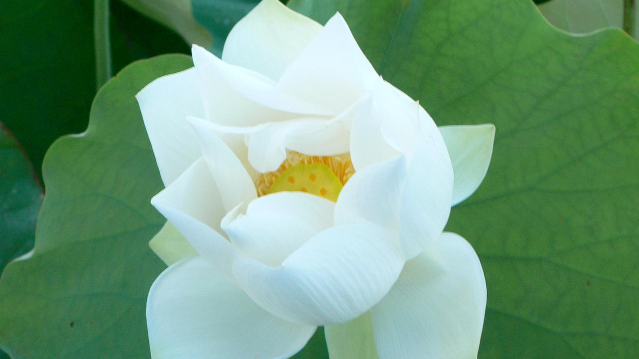 Lotus_from_Baihe_20_by_icyhugs.jpg