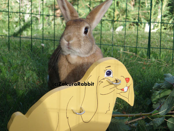 Zakura_and_the_yellow_bunny_by_Usagi_Zakura.jpg