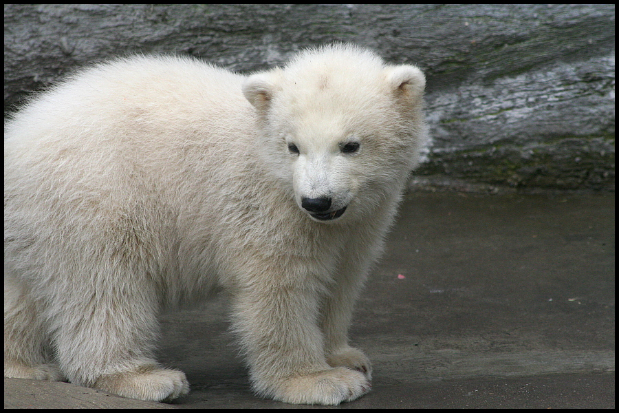 Baby polar bears again III by Lordwuermchen