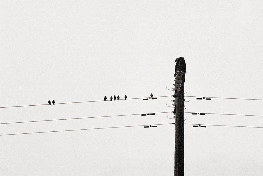 Birds_on_a_Wire_by_Stumm47.jpg
