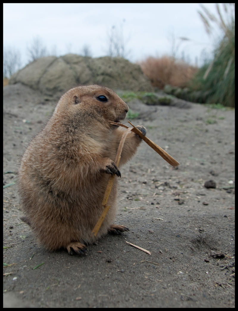 Rodentia with stick by Anvh