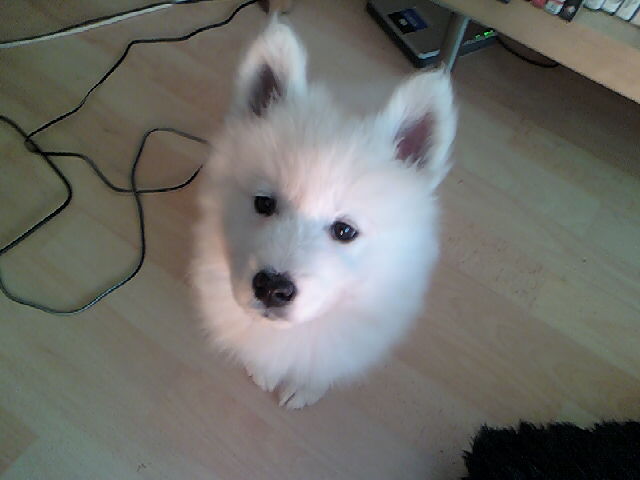 Lexie_The_Samoyed_Puppy_by_SupaNoodle.jpg