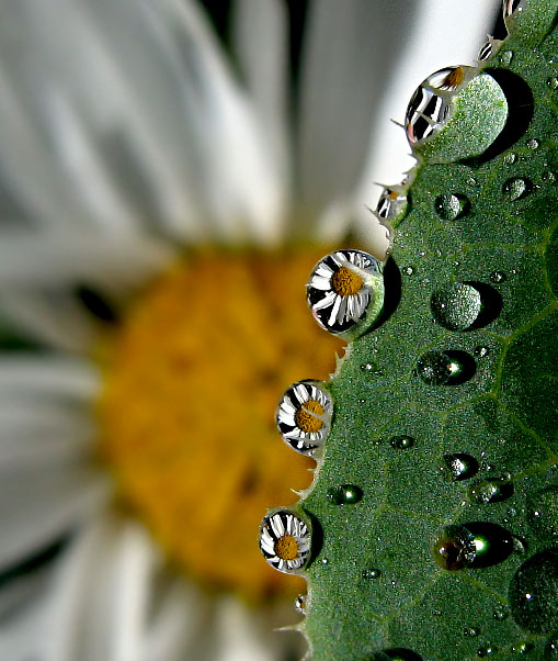 daisy drops by hugara